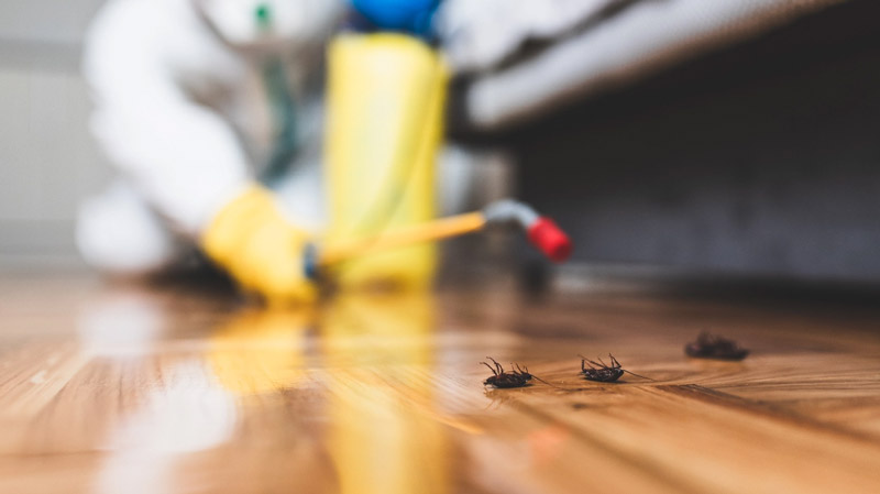 Effective Pest Control Solutions